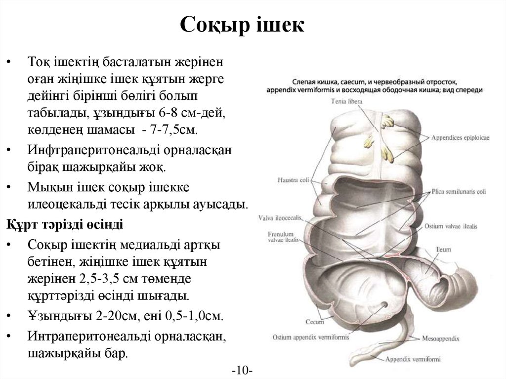 Аш ішек презентация