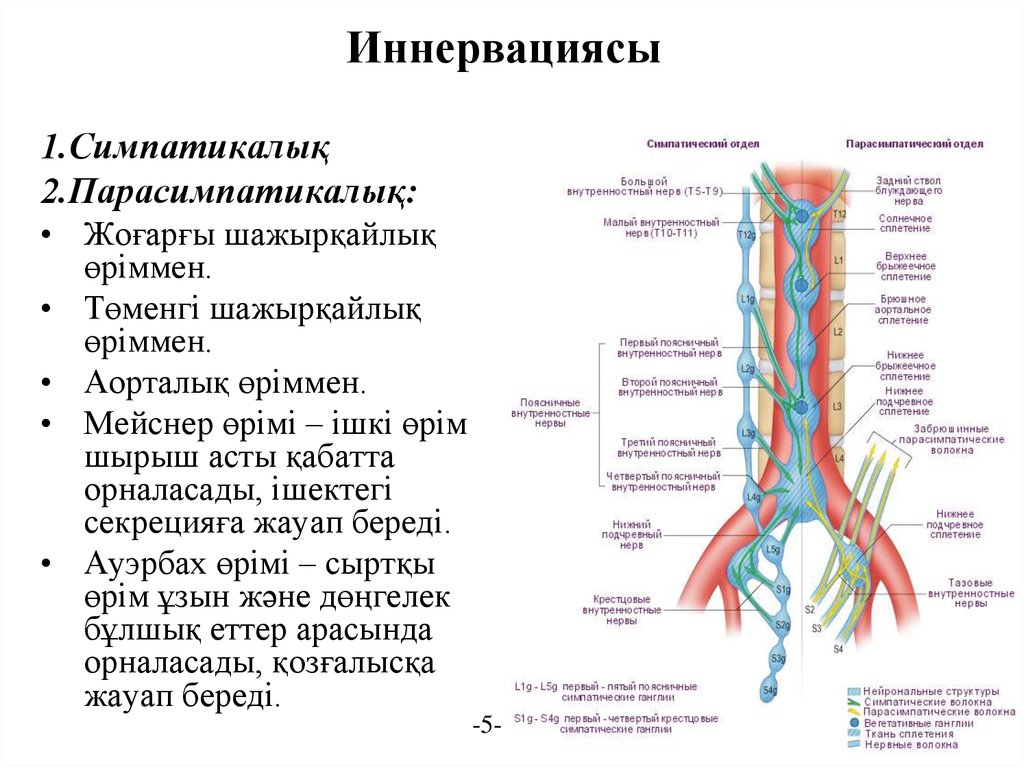 Нервные узлы сплетения. Большой и малый внутренностные нервы анатомия. Малый внутренностный нерв. Большого и малого внутренностных нервов. Вегетативные нервные сплетения.