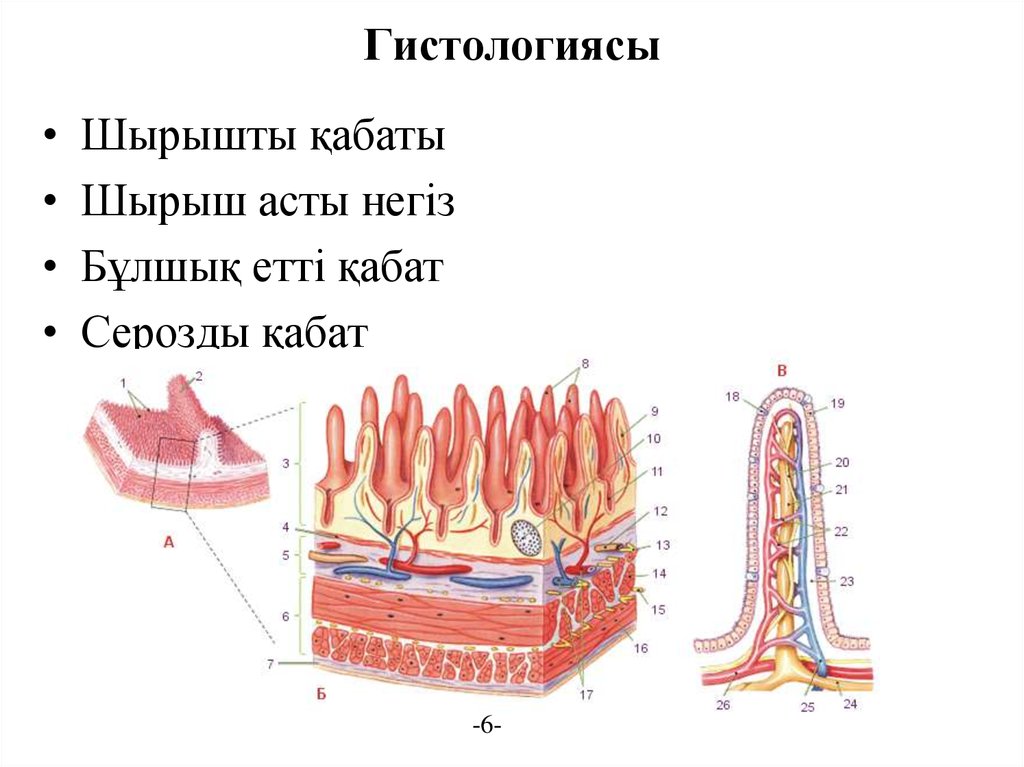 Кишечные ворсинки рисунок