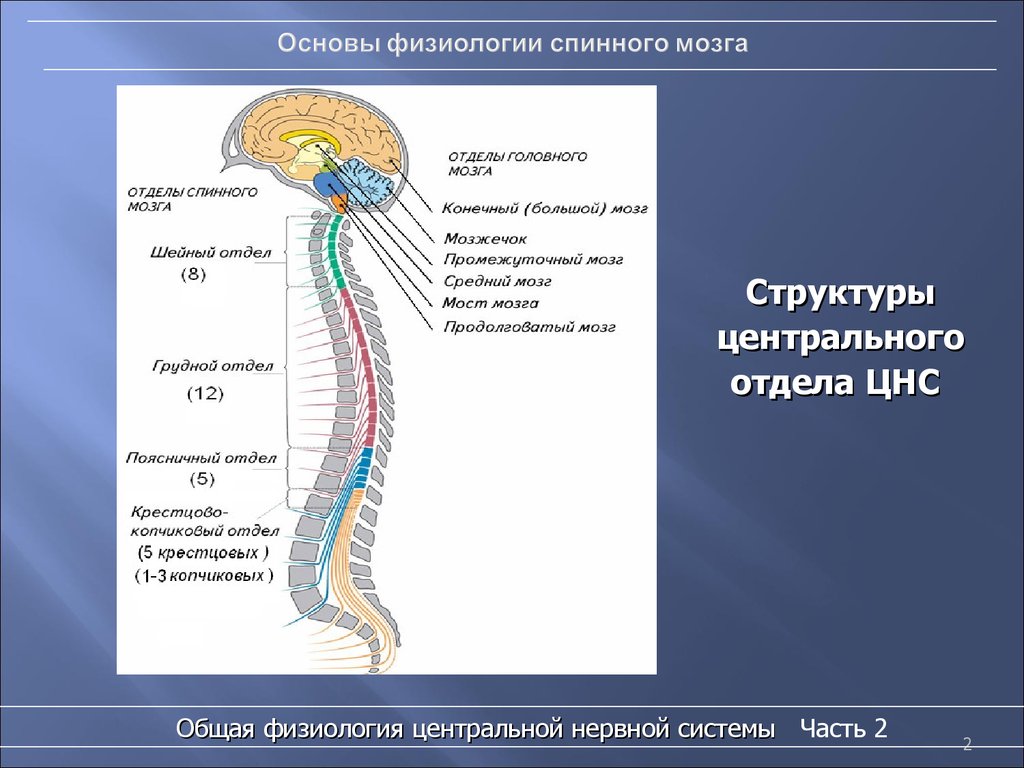 Центральный отдел нервной системы спинной мозг. Строение нервной системы человека спинной мозг. Нервная система спинной мозг структура. Центральная нервная система схема спинной мозг. Структуры отдела ЦНС спинной мозг.