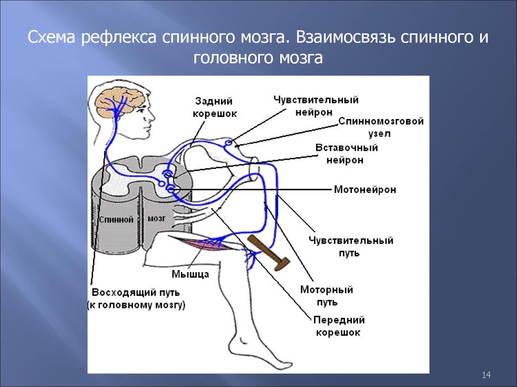 Двигательный центр спинного мозга. Коленный рефлекс рефлекторная дуга физиология. Рефлекторная регуляция коленного рефлекса. Рефлексы спинного мозга коленный рефлекс. Коленный рефлекс рефлекторная дуга схема физиология.