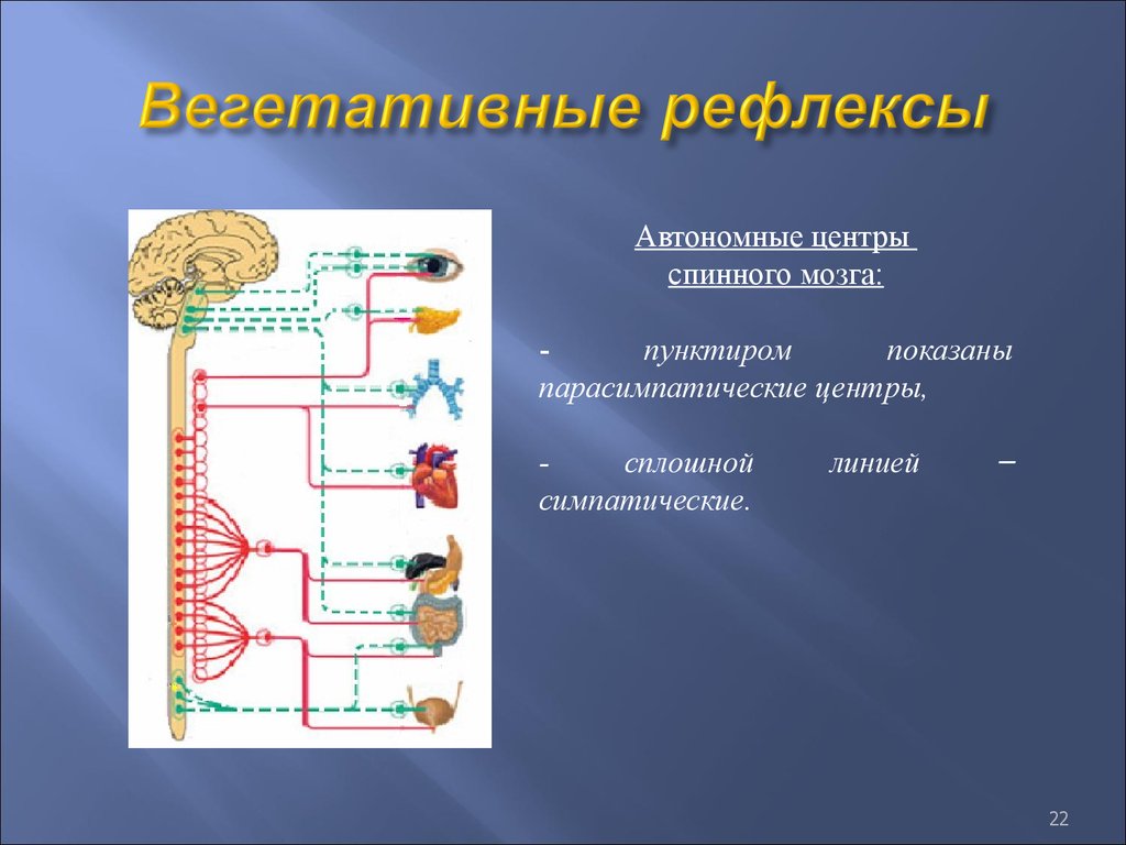 Двигательный центр спинного мозга. Вегетативные рефлексы. Вегетативные рефлексы физиология. Классификация вегетативных рефлексов. Рефлексы вегетативной нервной системы.