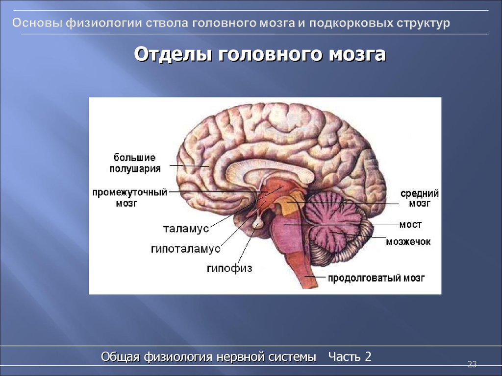 Признаки характеризующие кору головного мозга. Корковые и подкорковые структуры мозга. Подкорка мозга функции строение. Подкорковые структуры мозга анатомия. Подкорковые функции головного мозга.