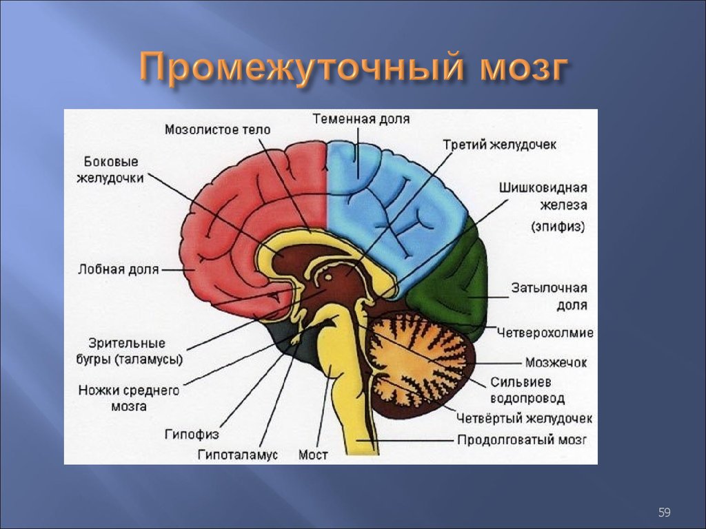 Структуры и функции отделов головного мозга. Головной мозг человека строение и функции отделов мозга. Отделы головного мозга расположение строение функции. Строение и функции центрального отдела головного мозга. Структура головного мозга схема.