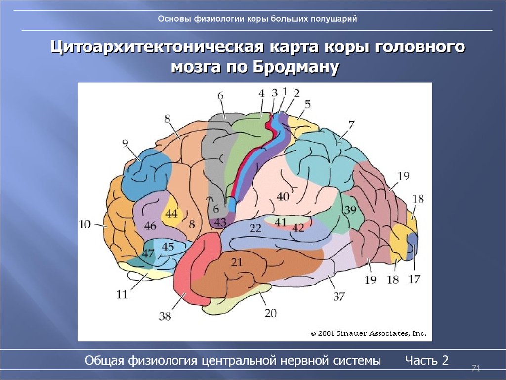 Функциональные зоны мозга. Карта полей больших полушарий по Бродману. Цитоархитектоника коры (поля коры по Бродману). Корковые цитоархитектонические поля головного мозга. Поля коры головного мозга по Бродману.