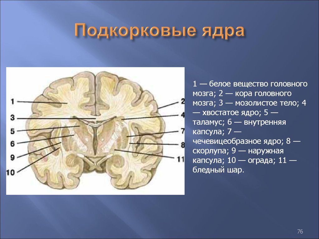 Ядра мозга образованы. Подкорневые ядра головного мозга. Базальные ядра это подкорковые центры. Ядра головного мозга анатомия. Подкорковые ядра конечного мозга строение.