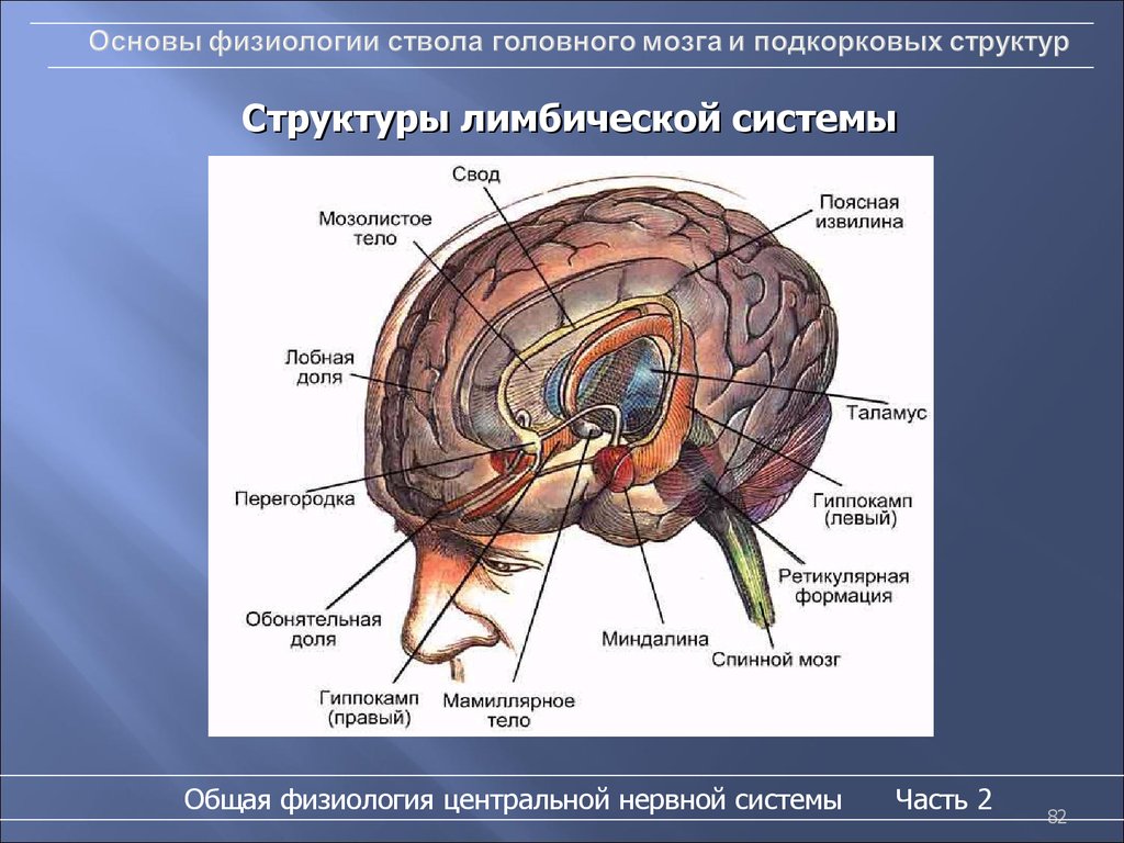 Подкорка головного мозга. Строение подкорковых структур мозга. Лимбической системой и корой головного мозга.