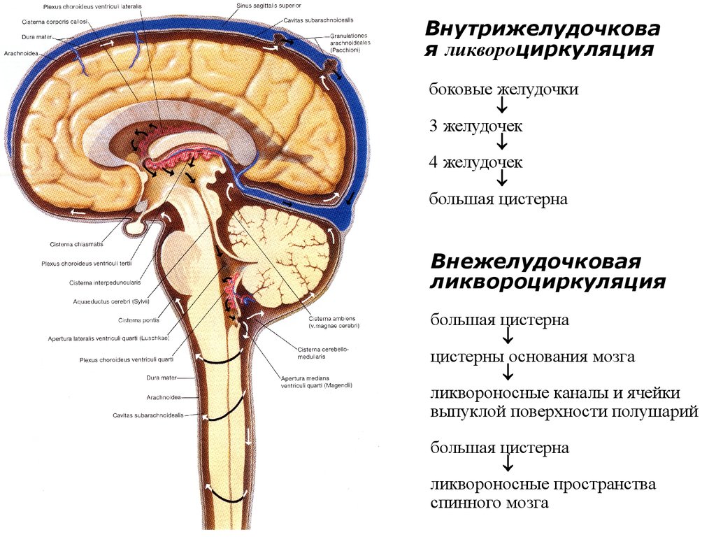 Ликворные изменения мозга. Цистерны головного мозга и циркуляция цереброспинальной жидкости. Ликворная система головного мозга схема. Схема системы циркуляции цереброспинальной жидкости.. Схема путей циркуляции спинномозговой жидкости.