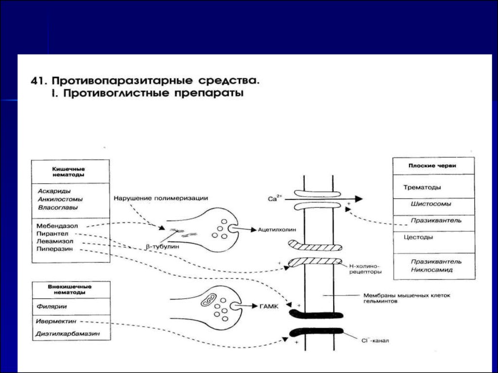 Противопаразитарные препараты презентация