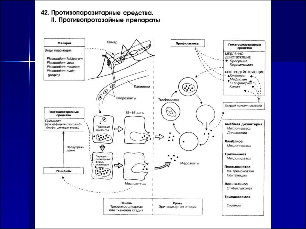 Противопаразитарные препараты презентация