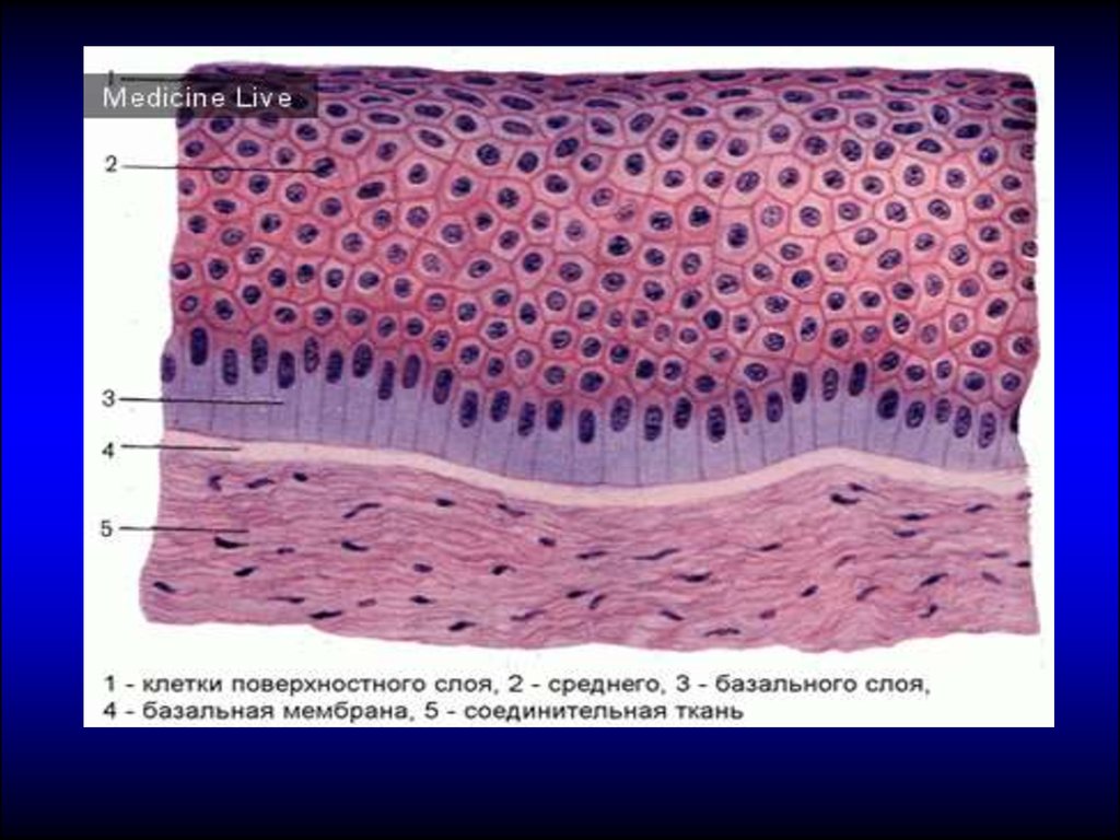 Оболочки кожи. Многослойный плоский эпителий роговицы коровы. Многослойный плоский неороговевающий эпителий роговицы глаза. Базальная мембрана эпителия гистология. Базальная мембрана гистология.