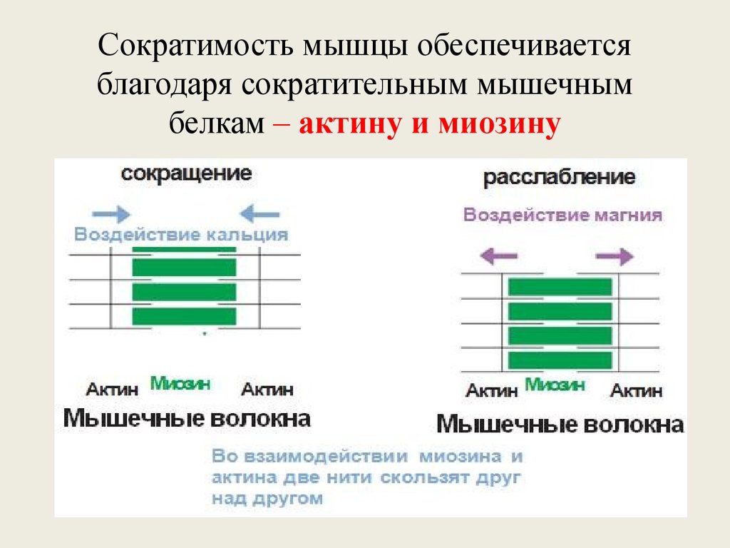 Достигается благодаря. Сократимость мышц. Благодаря мышцам обеспечивается. Показатели сократимости мышц. Сократительная способность белков.