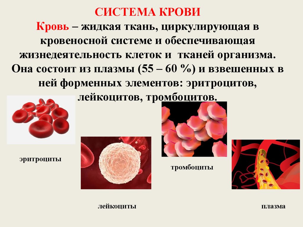 Кровь это жидкая ткань. Понятие о системе крови. Система крови человека. Система крови физиология. Элементы системы крови.