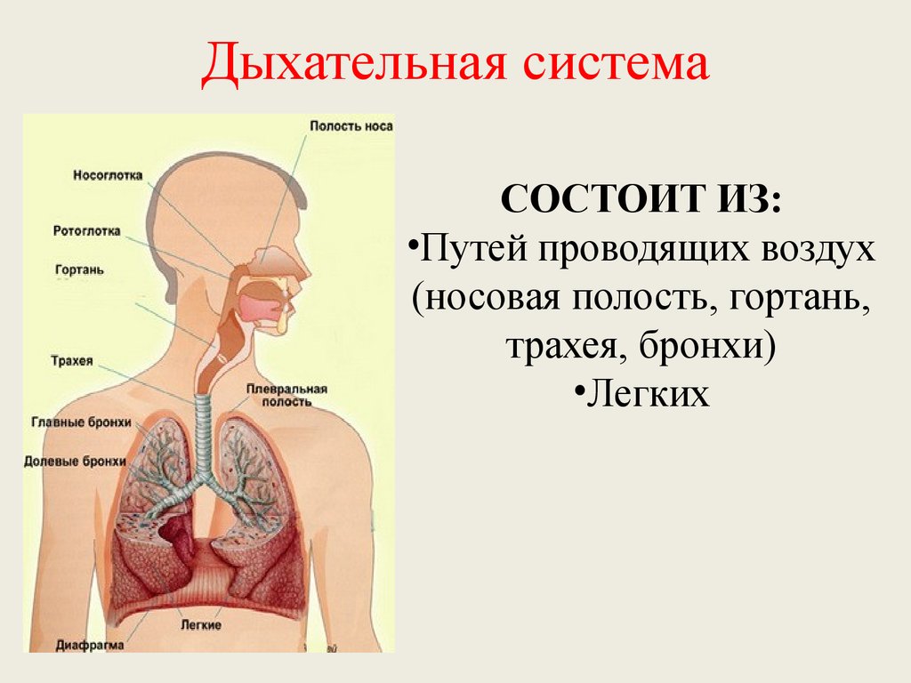 Носоглотка бронхи гортань носовая полость легкие трахея. Системы органов человека дыхательная система. Система органов дыхания человека состоит из. Дыхательная система человека гортань трахея. Дыхательная система органов структура.