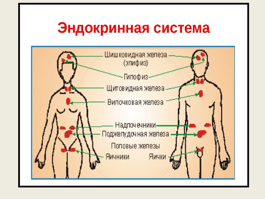 Рисунок эндокринной системы человека. Эндокринная система. Строение эндокринной системы. Эндокринная система человека анатомия. Железы эндокринной системы анатомия.