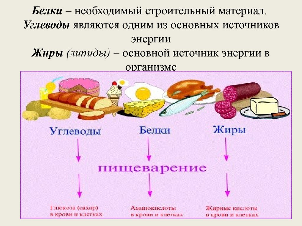 Роль белков в питании