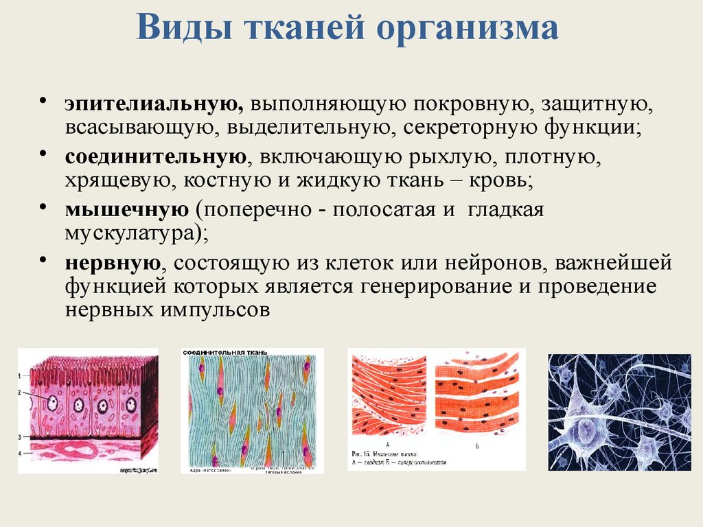 В состав какой ткани входят клетки. Ткани эпителиальная соединительная мышечная нервная. Эпителиальная и соединительная ткань. Ткань 1)  соединительная 2)  эпителиальная. Ткани соединительная эпителиальная мышечная нервная жировая.
