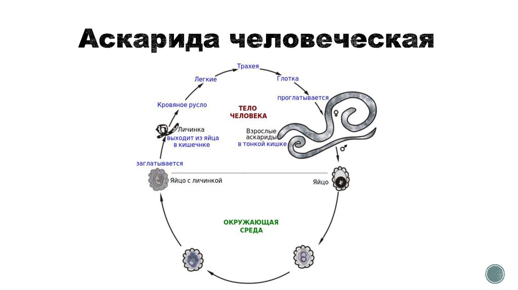 Жизненный цикл аскариды схема. Жизненный цикл аскариды человеческой схема. Жизненный цикл развития аскариды человеческой схема. Рисунок-схему жизненного цикла человеческой аскариды. Цикл развития аскариды схема.