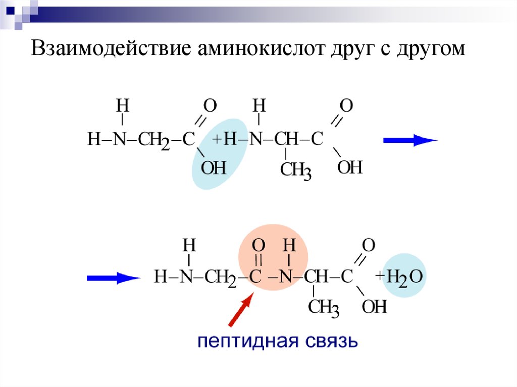 Образующиеся соединения белков. Образование пептидной связи между аминокислотами реакция. Реакция соединения аминокислот. Соединение аминокислот. Реакция образование пептидной связи между 2 аминокислотами.