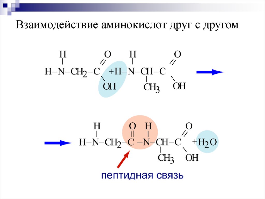 Образующиеся соединения белков