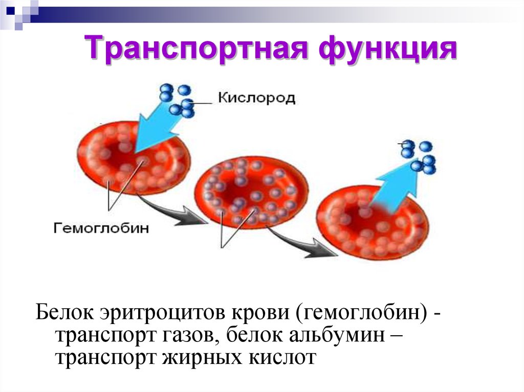 Какую функцию выполняет кислород в организме человека. Транспортная функция белков схема. Функции белков транспортная функция. Транспортная функция крови схема. Транспортная функция белков примеры.