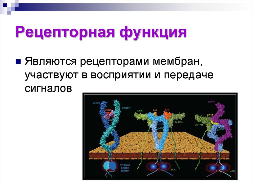 Рецепторная функция. Рецепторная функция белков мембраны. Рецепторная функция биологических мембран. Рецепторная функция мембраны. Рецепторная функция мембраны клетки.