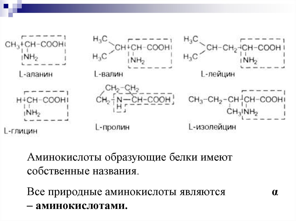 Функция белковых аминокислот. Аминокислоты образующие белки. Номенклатура аминокислот. Номенклатура аминокислоты , белков. Природными аминокислотами являются.