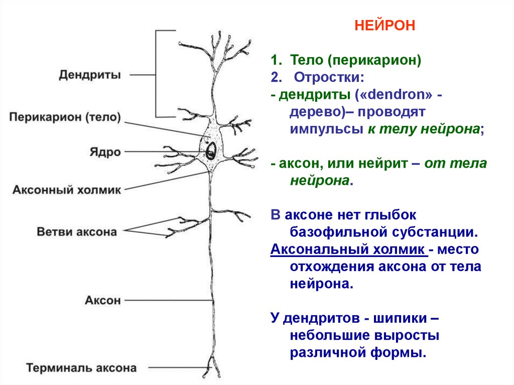 Дендрит и аксон рисунок