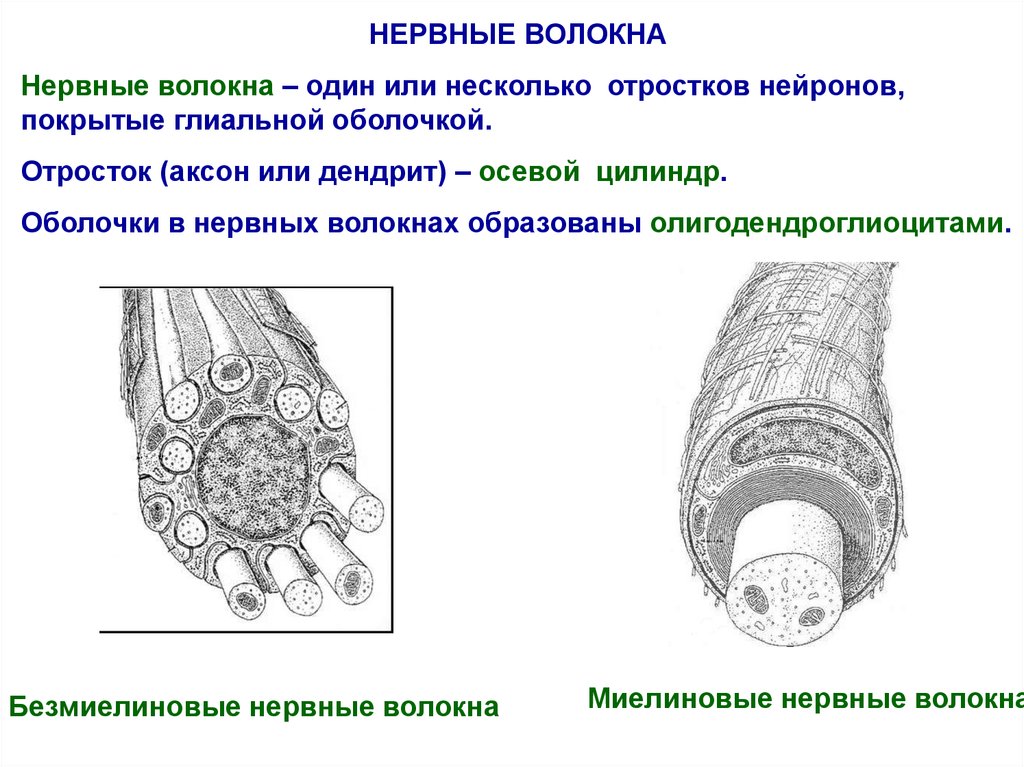 Образуют волокна. Безмиелиновые нервные волокна осевой цилиндр. Безмиелиновое нервное волокно рисунок. Строение нервного волокна осевой цилиндр. Миелиновые нервные волокна, безмиелиновы.