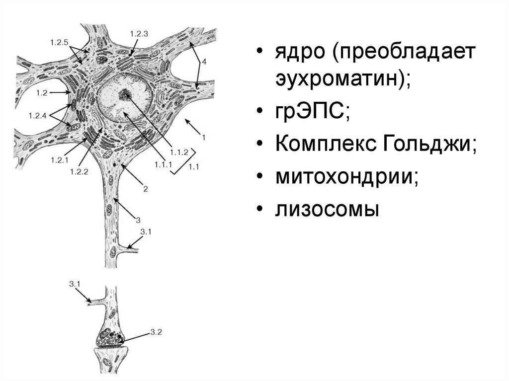 Ткань ядра. Ядро нейрона. Ядро нервной клетки. Ядро нейрона функции. Белоксинтезирующий аппарат нейрона.