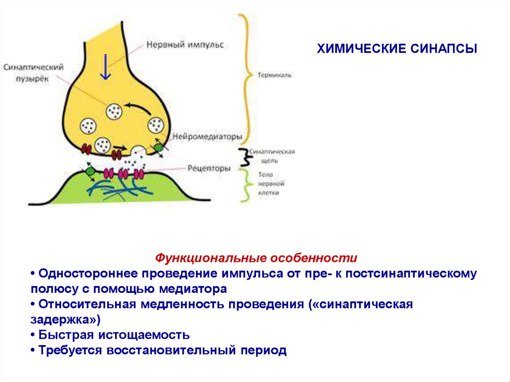 Передача импульса в синапсе. Синапс нейромедиаторы схема. Нервно химический синапс. Передача импульсов в синапсе схема. Схема проведения нервного импульса.