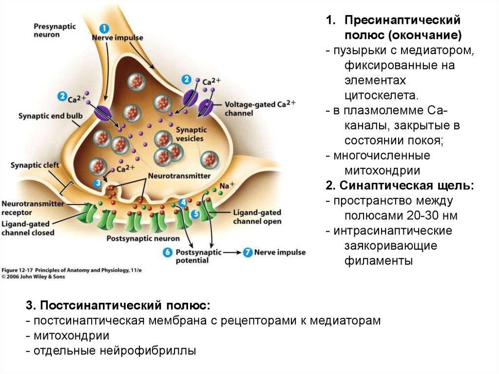 Рецепторы медиаторов. Постсинаптическая мембрана рецепторы. Хеморецепторы постсинаптической мембраны. Синаптические пузырьки с медиатором. Типы рецепторов на постсинаптической мембране.