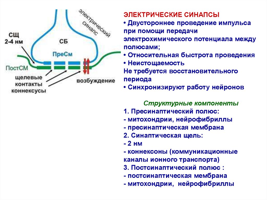 Этапы прохождения импульса. Строение электрического синапса. Электрохимический синапс строение. Синапс схема проведения нервного импульса. Механизм передачи через электрический синапс.
