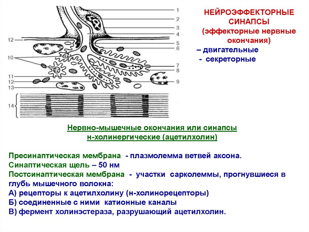 Мышечные синапсы примеры. Эффекторные нервные окончания функции нейромышечные. Двигательные нервные окончания гистология. Пресинаптическая часть двигательного нервного окончания. Моторная бляшка строение.