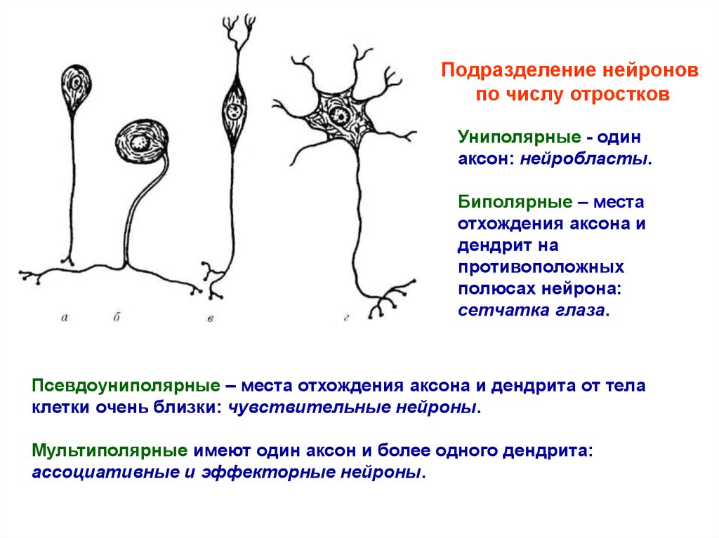 Примеры нервных клеток. Псевдоуниполярные Нейроны функции. Биполярный Нейрон. Нейроны биполярные мультиполярные. Типы нейронов по количеству отростков и функциям.
