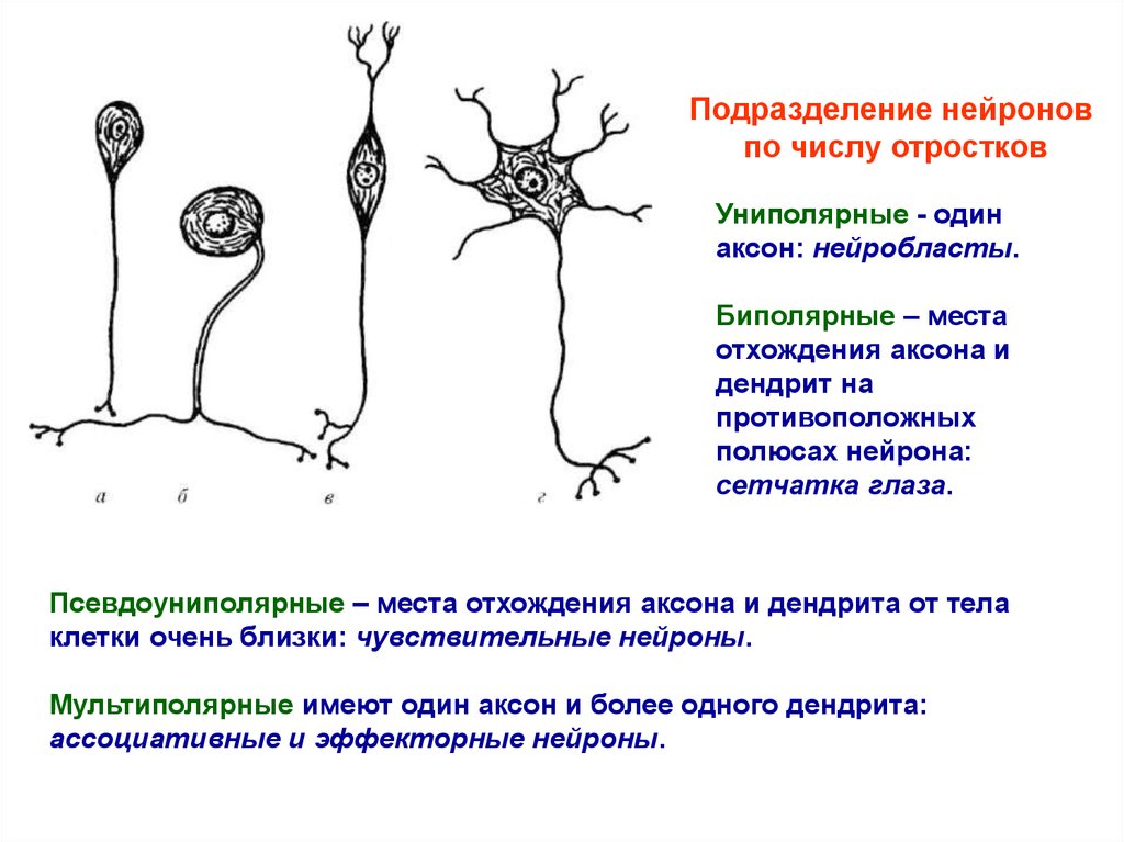 Виды нейронов рисунок