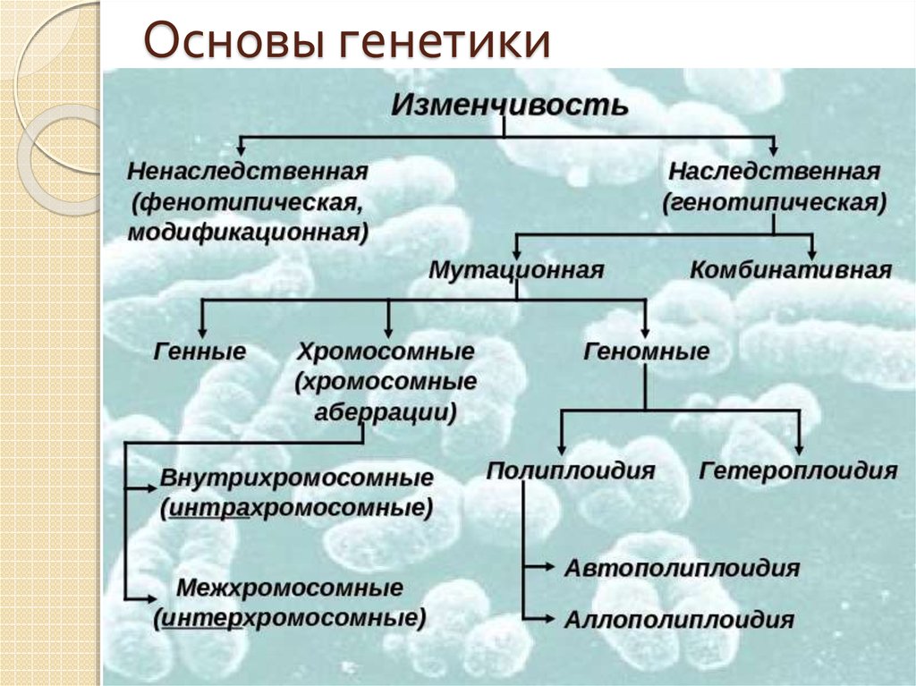 Схема изменчивости по биологии