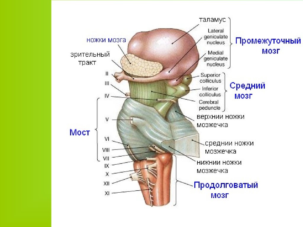 Схема внутреннего строения отделов ствола головного мозга