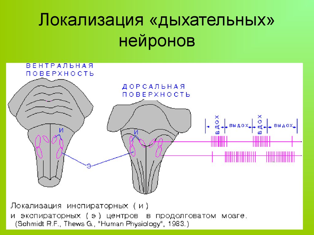 Дыхательный центр продолговатого мозга. Локализация респираторных нейронов в стволе мозга схема. Локализация дыхательных нейронов продолговатого мозга. Экспираторные Нейроны дыхательного центра. Локализация инспираторных и экспираторных нейронов.