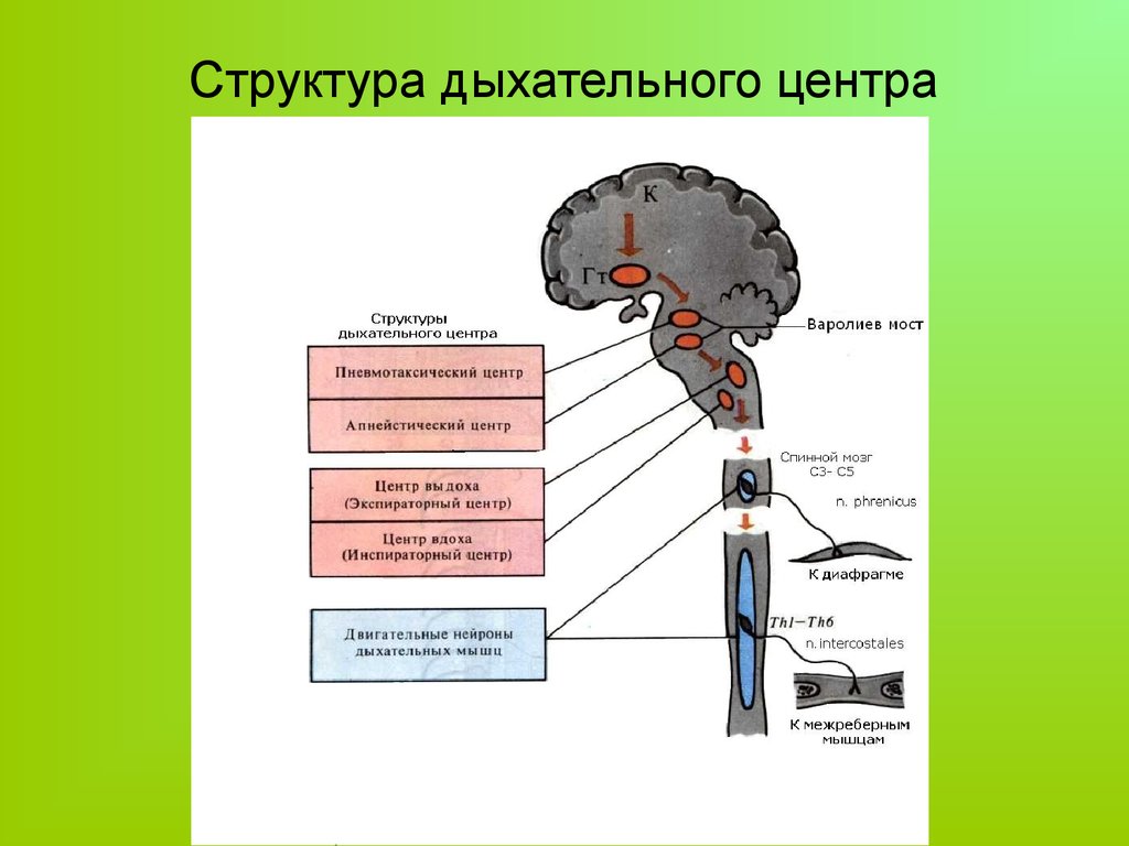 Дыхательный центр находится в продолговатом мозге. Структура и функции дыхательного центра. Дыхательный центр его структура. Структура дыхательного центра продолговатого мозга. Дыхательный центр, его структура и функции.