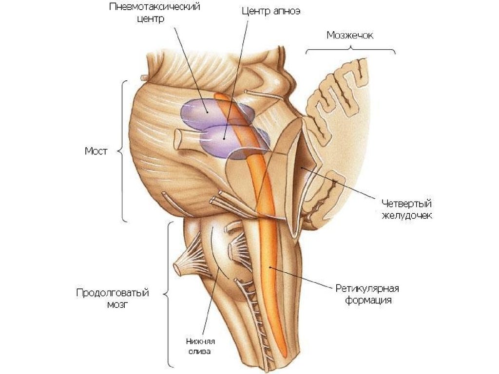 Мост и мозжечок строение. Варолиев мост анатомия. Мост Pons анатомия. Строение варолиева моста. Ствол мозга анатомия.