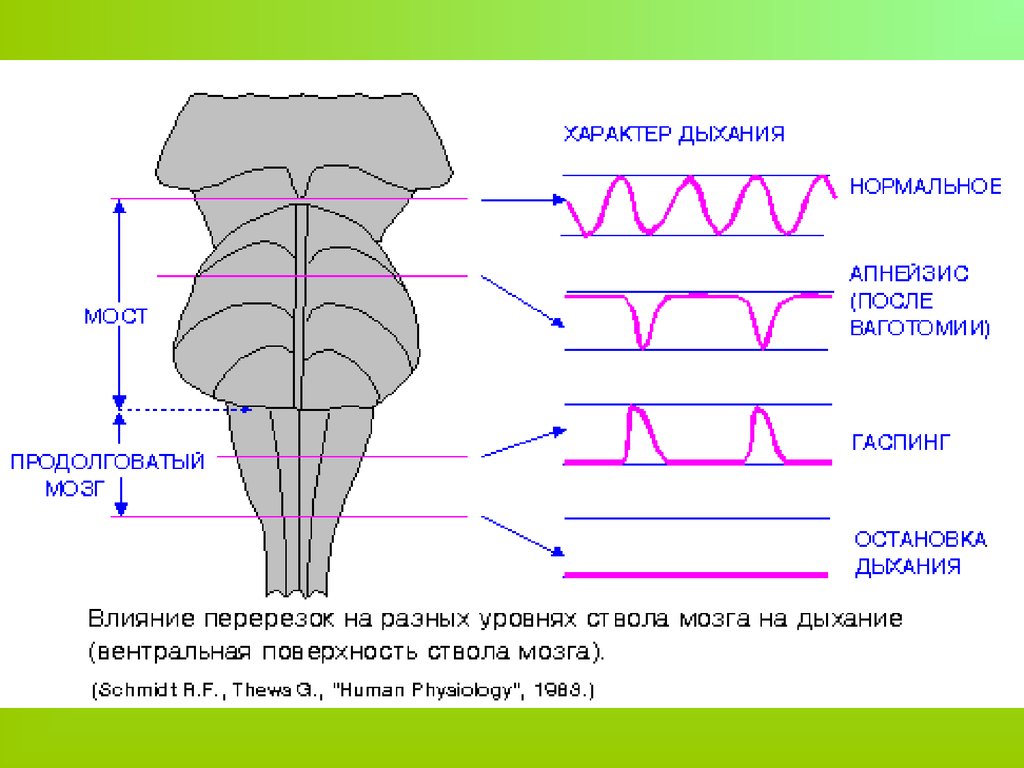 Дыхание мозга. Дыхательный центр продолговатого мозга. Дыхательный центр. Влияние перерезок на разных уровнях ствола мозга на дыхание. Продолговатый мозг центр дыхания.