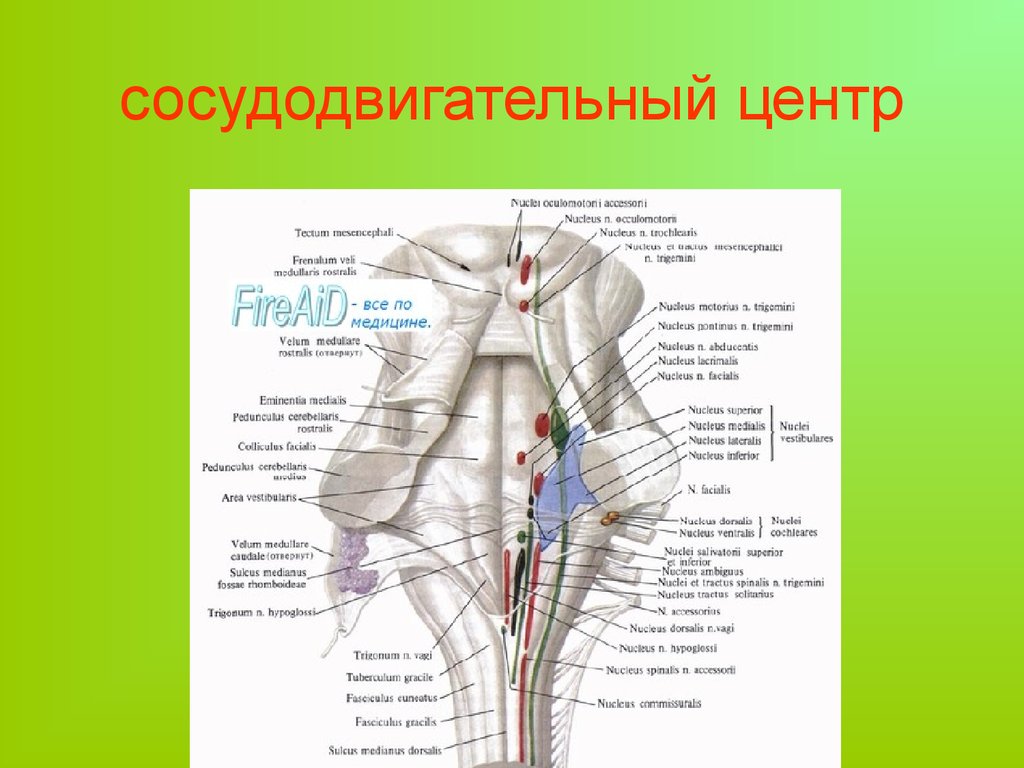 Сосудистый центр продолговатого мозга. Сосудодвигательный центр в спинном мозге. Вазомоторный центр продолговатого мозга. Сосудодвигательный центр ствола мозга содержит. Сосудодвигательный центр продолговатого мозга.