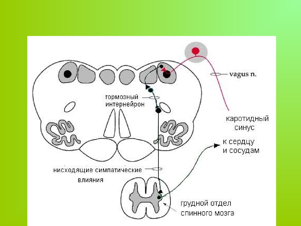 Рефлексы головного мозга схема