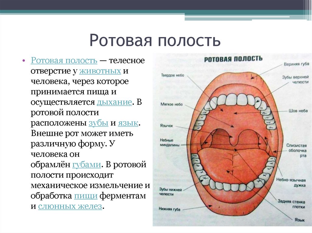 Проект полость рта. Строение стенки ротовой полости. Особенности строения ротовой полости человека. Полость рта схема анатомия. Опишите строение стенок полости рта..