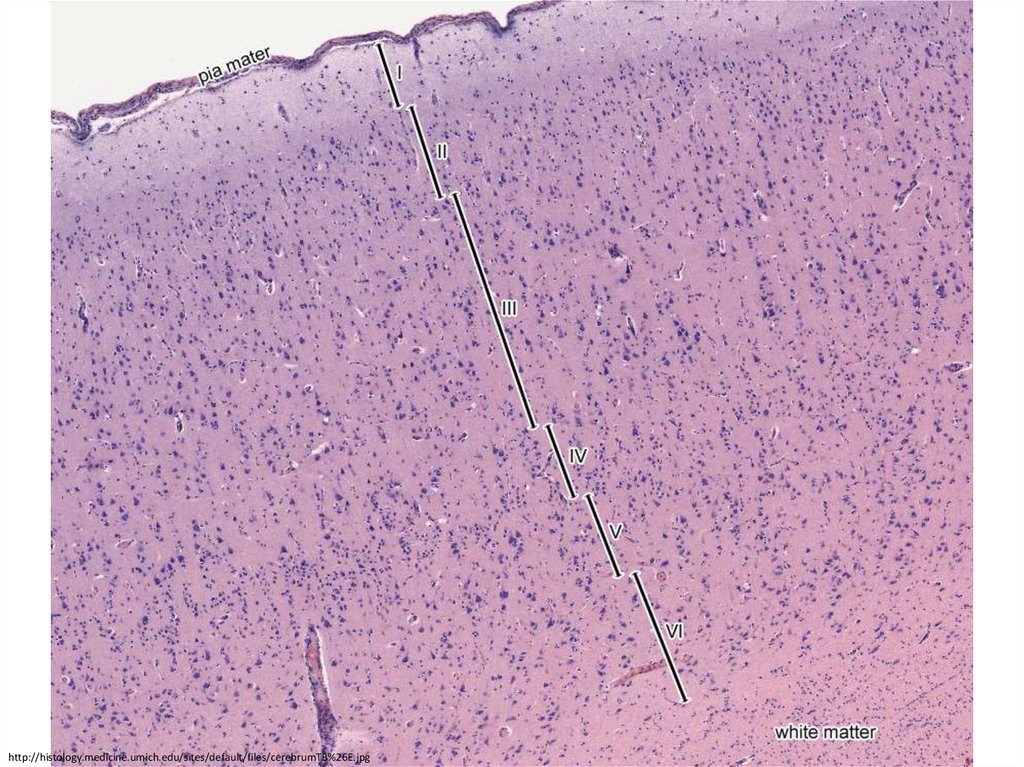 Слои нейронов. Кора полушарий большого мозга гистология. Кора большого мозга гистология препарат. Кора головного мозга гистология препарат. Кора больших полушарий головного мозга гистология препарат.