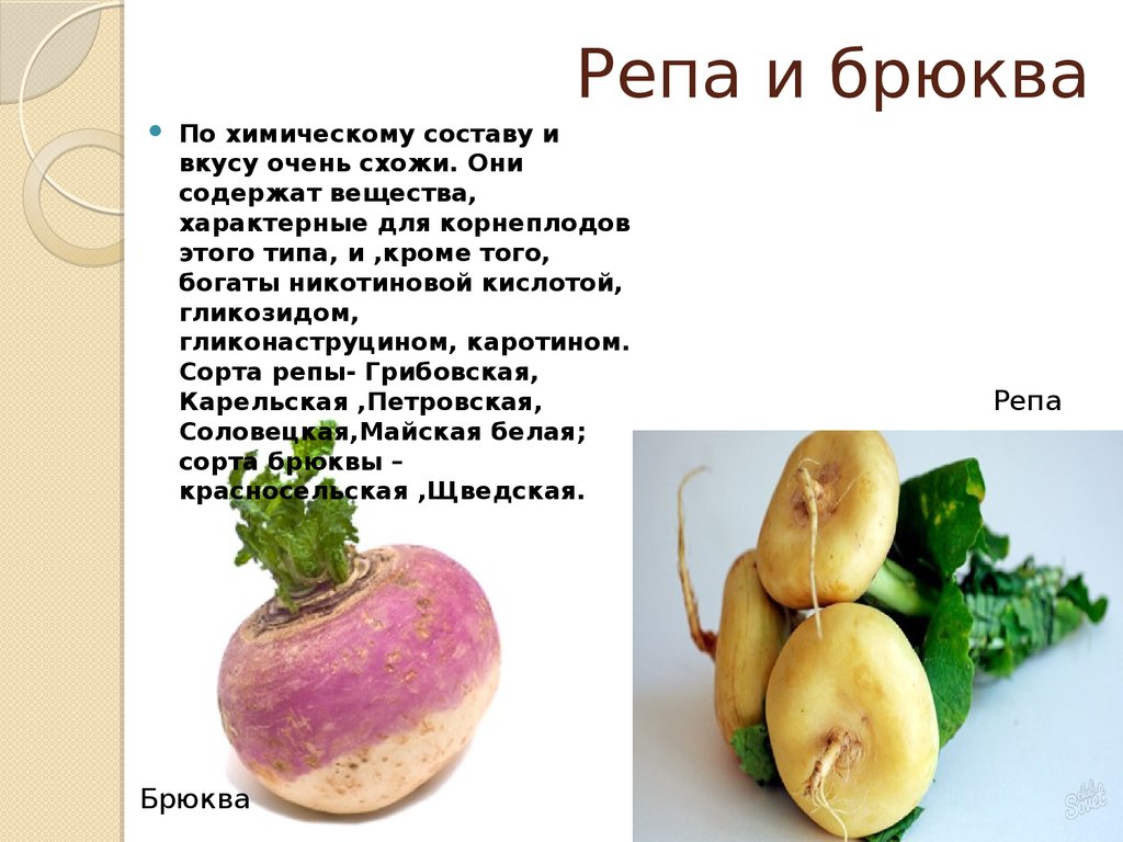 На какой вкус похож. Брюква Тип плода. Репа и брюква. Репа и турнепс отличие. Турнепс брюква разница.