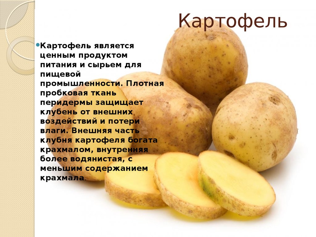 Класс картошки