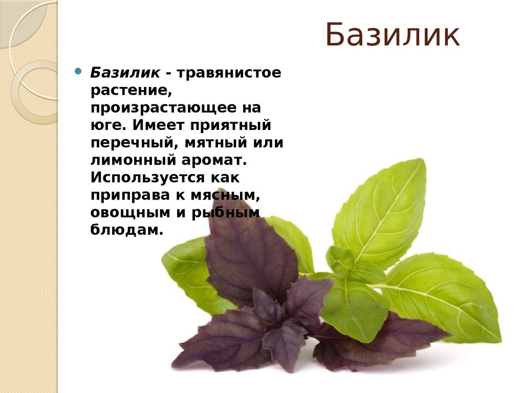 Польза и вред базилика для организма. Зеленый базилик Реган. Базилик для детей описание. Базилик лекарственное растение описание. Базилик чем полезен для организма.