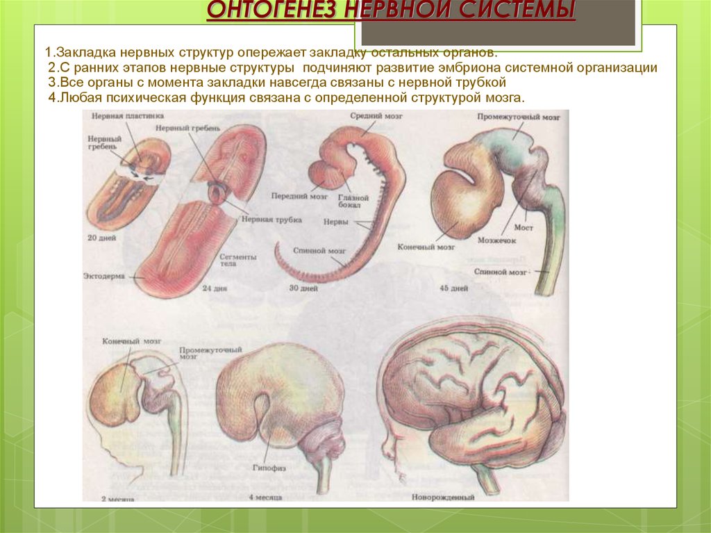 Онтогенез 2 стадия. Эмбриогенез нервной системы плода. Стадии развития нервной системы. Онтогенез нервной системы человека. Этапы формирования нервной системы.